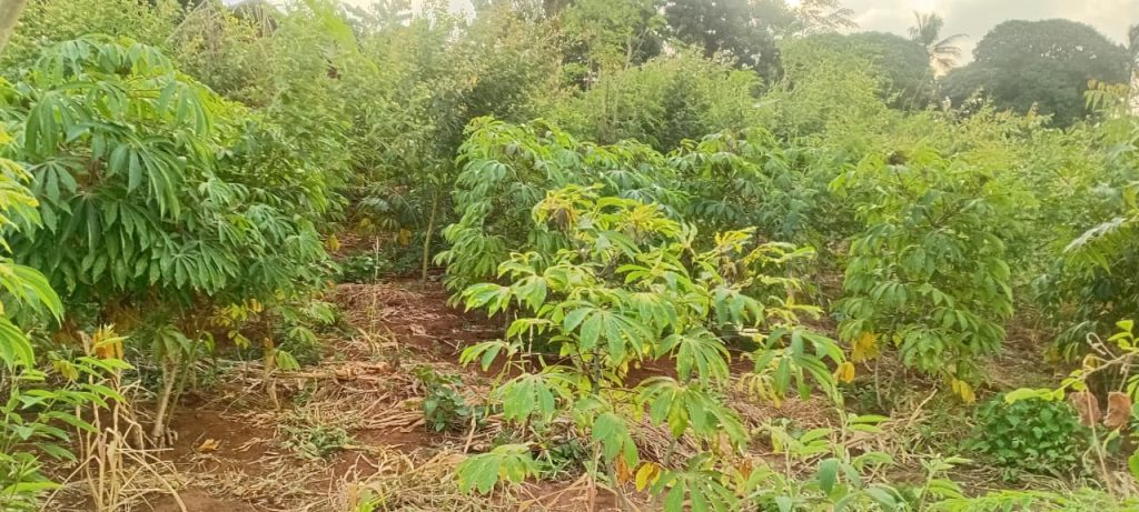 Jumwas farm week 2a
